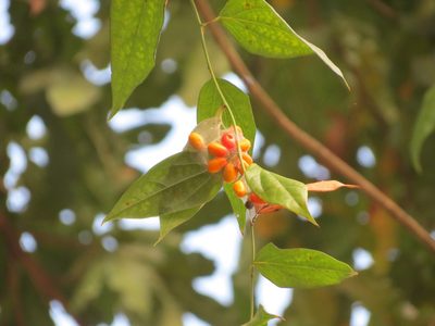 Tiliacora acuminata, photographed by Ajit Ampalakkad