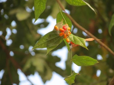 Tiliacora acuminata, photographed by Ajit Ampalakkad