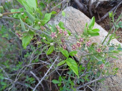 Vincetoxicum indicum, photographed by Ajit Ampalakkad
