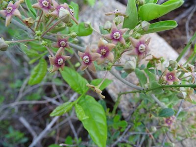 Vincetoxicum indicum, photographed by Ajit Ampalakkad