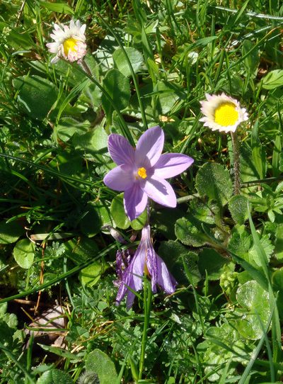 Crocus minimus, photographed by Peter de Lange