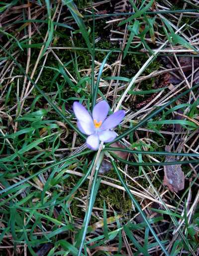 Crocus minimus, photographed by Peter de Lange