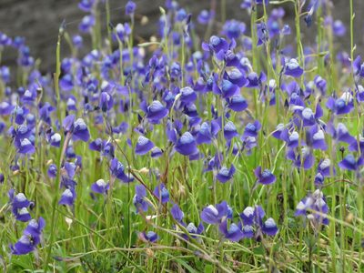 Utricularia reticulata, photographed by Ajit Ampalakkad