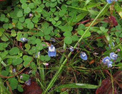 Utricularia lazulina, photographed by Ajit Ampalakkad
