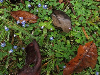 Utricularia lazulina, photographed by Ajit Ampalakkad