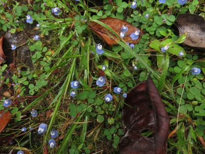 Utricularia lazulina, photographed by Ajit Ampalakkad