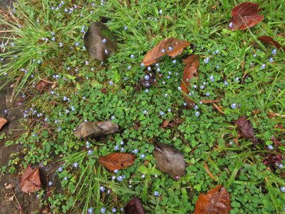 Utricularia lazulina, photographed by Ajit Ampalakkad