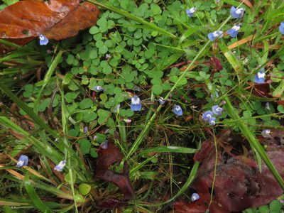 Utricularia lazulina, photographed by Ajit Ampalakkad