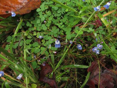 Utricularia lazulina, photographed by Ajit Ampalakkad