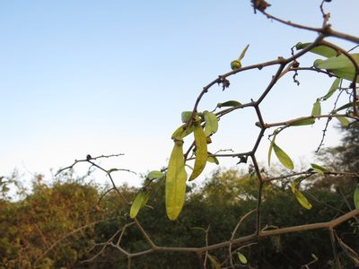 Ventilago denticulata, photographed by Ajit Ampalakkad
