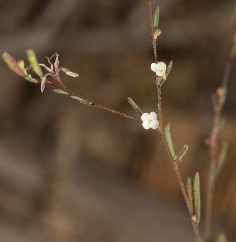 Gayophytum diffusum, photographed by Jesse Rorabaugh