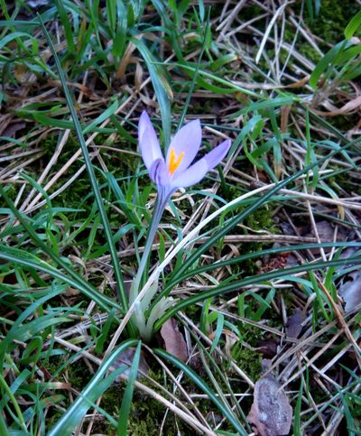 Crocus minimus, photographed by Peter de Lange