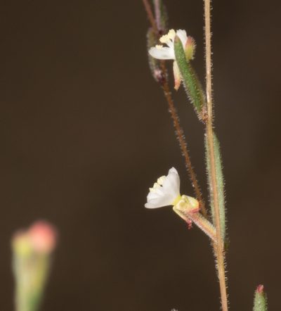 Gayophytum diffusum, photographed by Jesse Rorabaugh