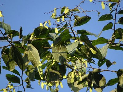 Ventilago denticulata, photographed by Ajit Ampalakkad