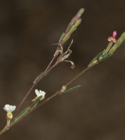 Gayophytum diffusum, photographed by Jesse Rorabaugh