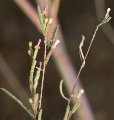 Gayophytum diffusum, photographed by Jesse Rorabaugh