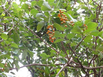 Celastrus paniculatus, photographed by Ajit Ampalakkad