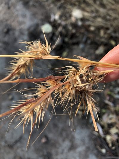 Themeda quadrivalvis, photographed by elawrey