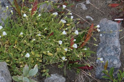 Cerastium alpinum, photographed by Dmitriy Bochkov