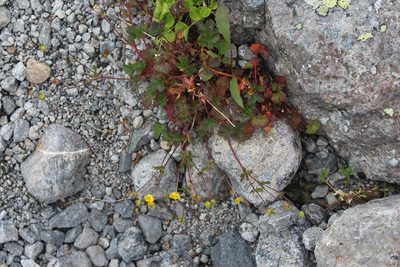 Potentilla crantzii, photographed by Dmitriy Bochkov