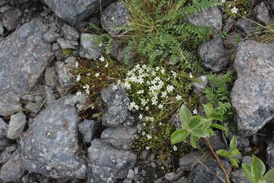 Arenaria pseudofrigida, photographed by Dmitriy Bochkov