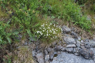 Arenaria pseudofrigida, photographed by Dmitriy Bochkov