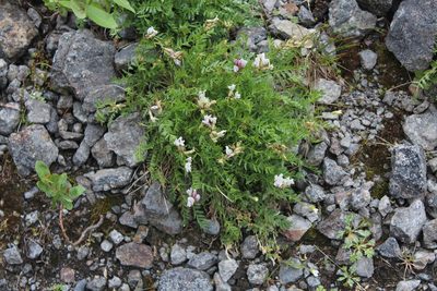 Oxytropis sordida, photographed by Dmitriy Bochkov