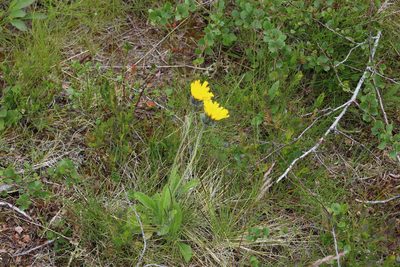 Hieracium alpinum, photographed by Dmitriy Bochkov