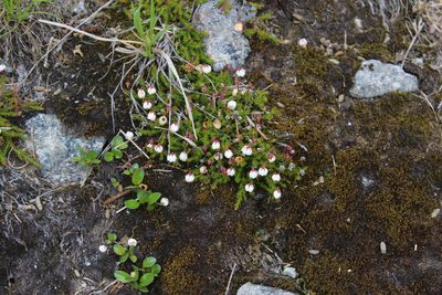 Harrimanella hypnoides, photographed by Dmitriy Bochkov