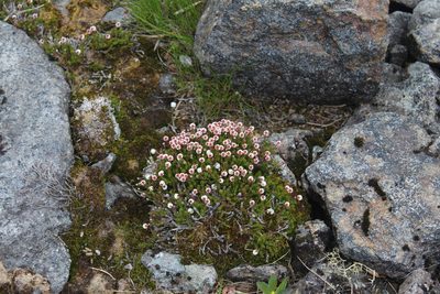 Harrimanella hypnoides, photographed by Dmitriy Bochkov