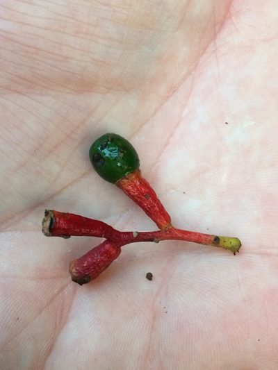 Ocotea puberula, photographed by B. Phalan
