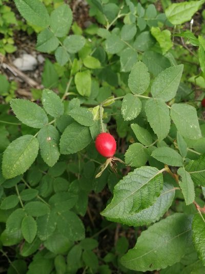 Rosa tomentosa, photographed by Tobias Schönberg