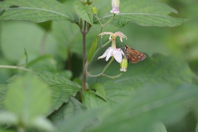 Tricyrtis macropoda, photographed by harum.koh