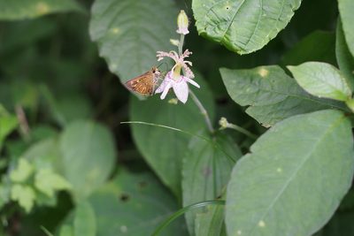 Tricyrtis macropoda, photographed by harum.koh
