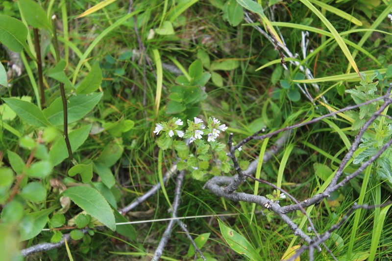 Euphrasia wettsteinii, photographed by Dmitriy Bochkov