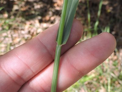 Tridens congestus, photographed by Sam Kieschnick