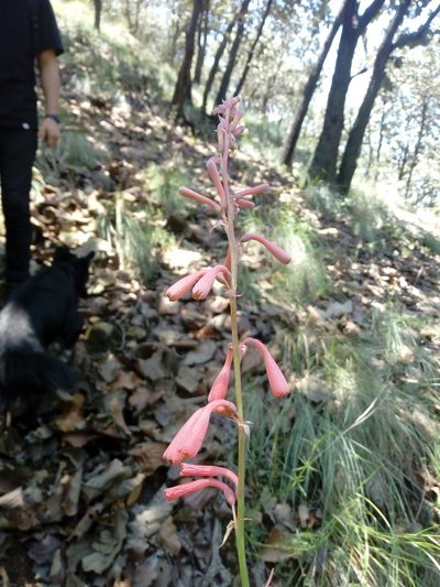 Agave zapopanensis, photographed by Dante S. Figueroa