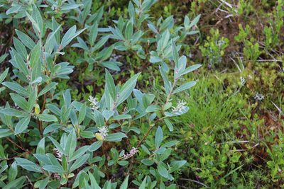 Salix lapponum, photographed by Dmitriy Bochkov