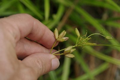 Trepocarpus aethusae, photographed by Eric Knight