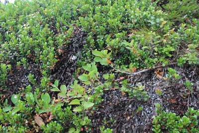 Cotoneaster cinnabarinus, photographed by Dmitriy Bochkov