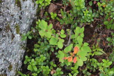 Cotoneaster cinnabarinus, photographed by Dmitriy Bochkov