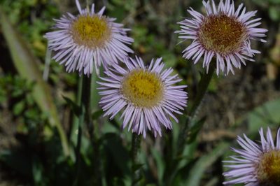 Erigeron alpinus, photographed by Irene Saltini