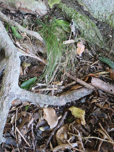 Poa matthewsii, photographed by Alice Shanks