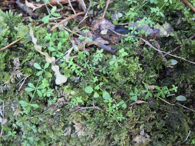 Galium propinquum, photographed by Alice Shanks