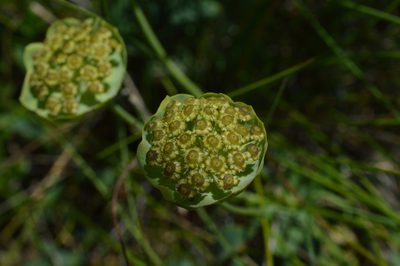 Bupleurum stellatum, photographed by Irene Saltini