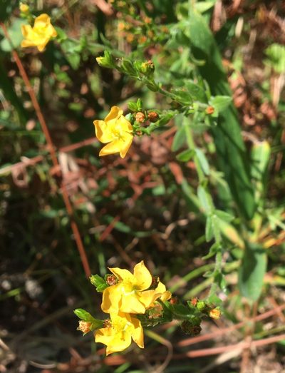 Hypericum setosum, photographed by Jessica