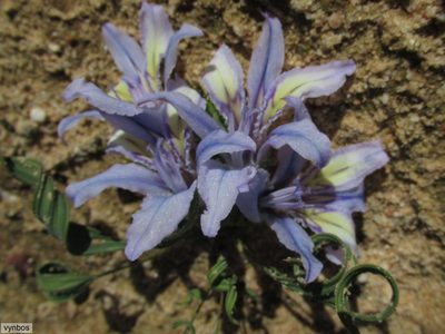 Babiana scabrifolia, photographed by Chris Vynbos