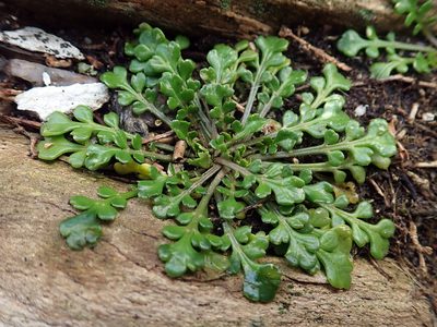 Lepidium flexicaule, photographed by Peter de Lange