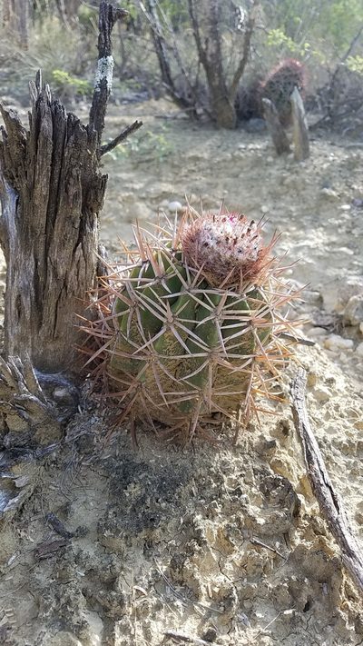 Melocactus lemairei, photographed by Yolanda M. Leon