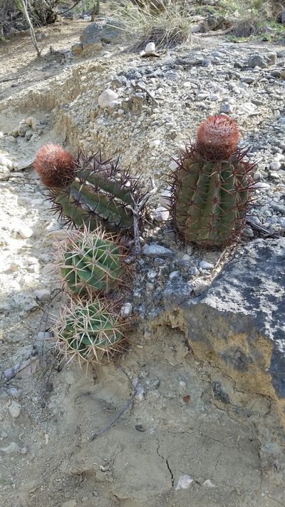 Melocactus lemairei, photographed by Yolanda M. Leon